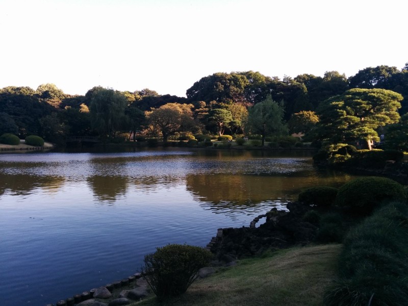 Sehr kleiner Teil vom Shinjuku Gyoen (Ja, das ist mitten in Tokyo)